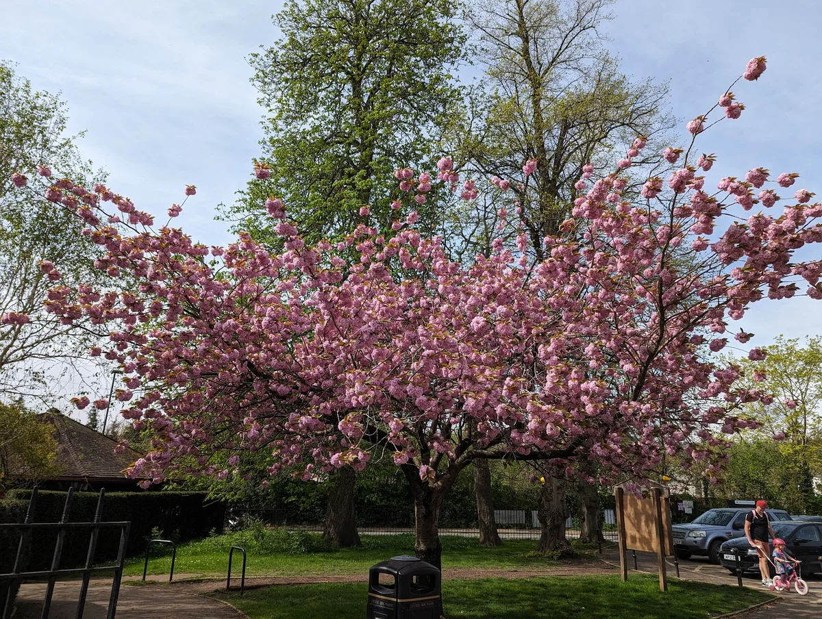 Alice Park