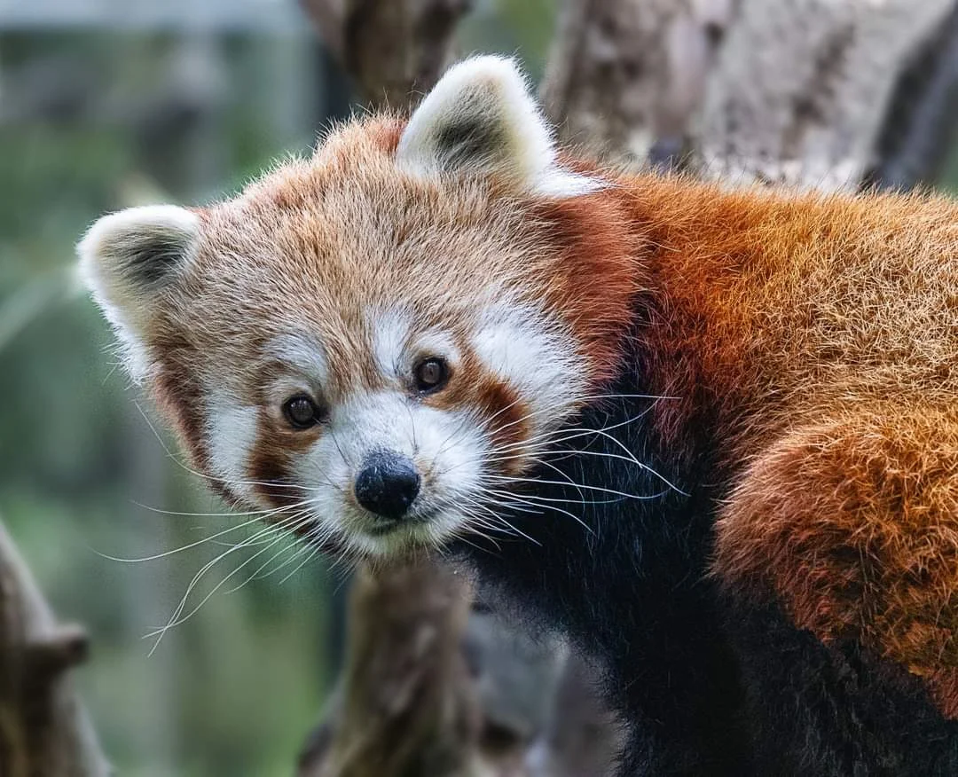 Birmingham Wildlife Conservation Park