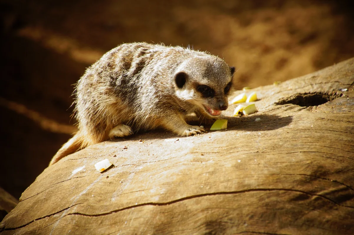Birmingham Wildlife Conservation Park