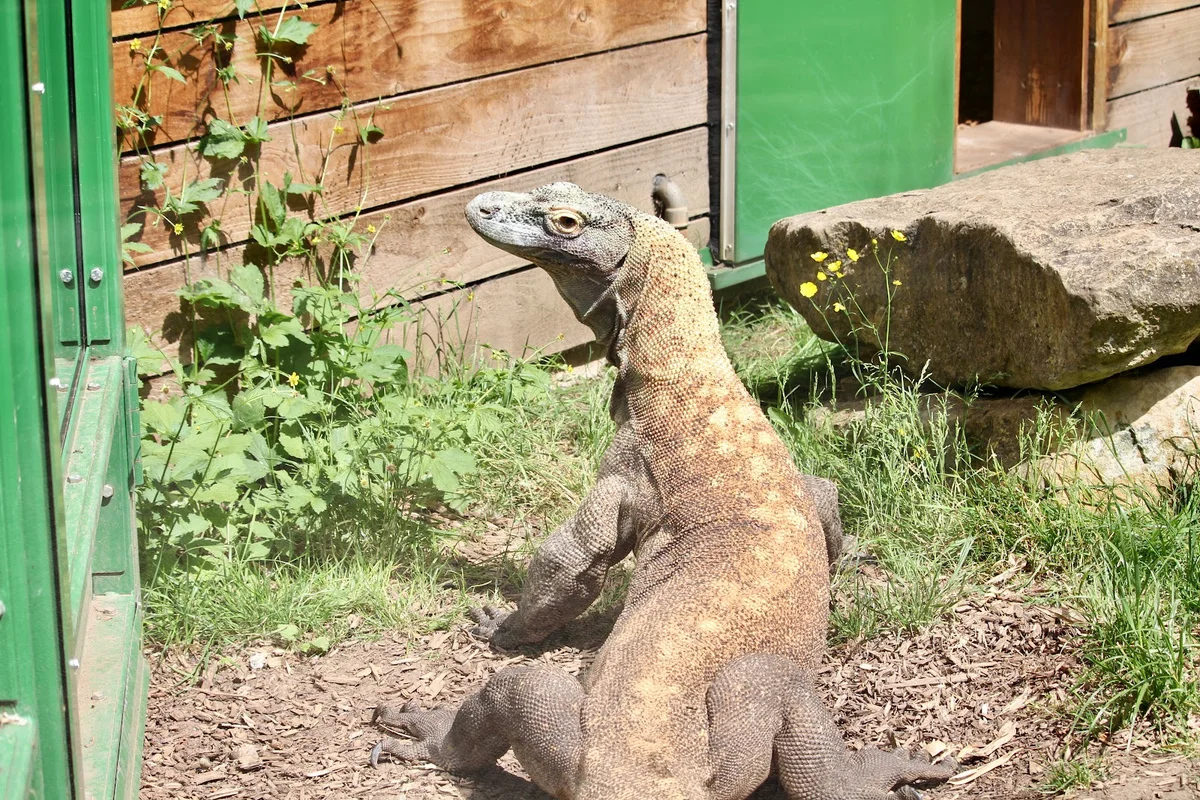 Birmingham Wildlife Conservation Park