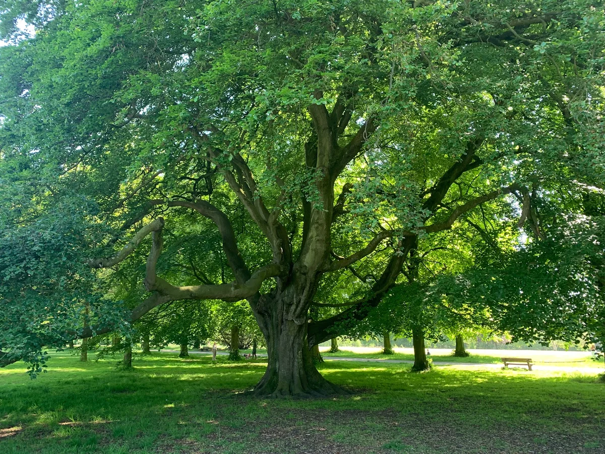 Calderstones Park