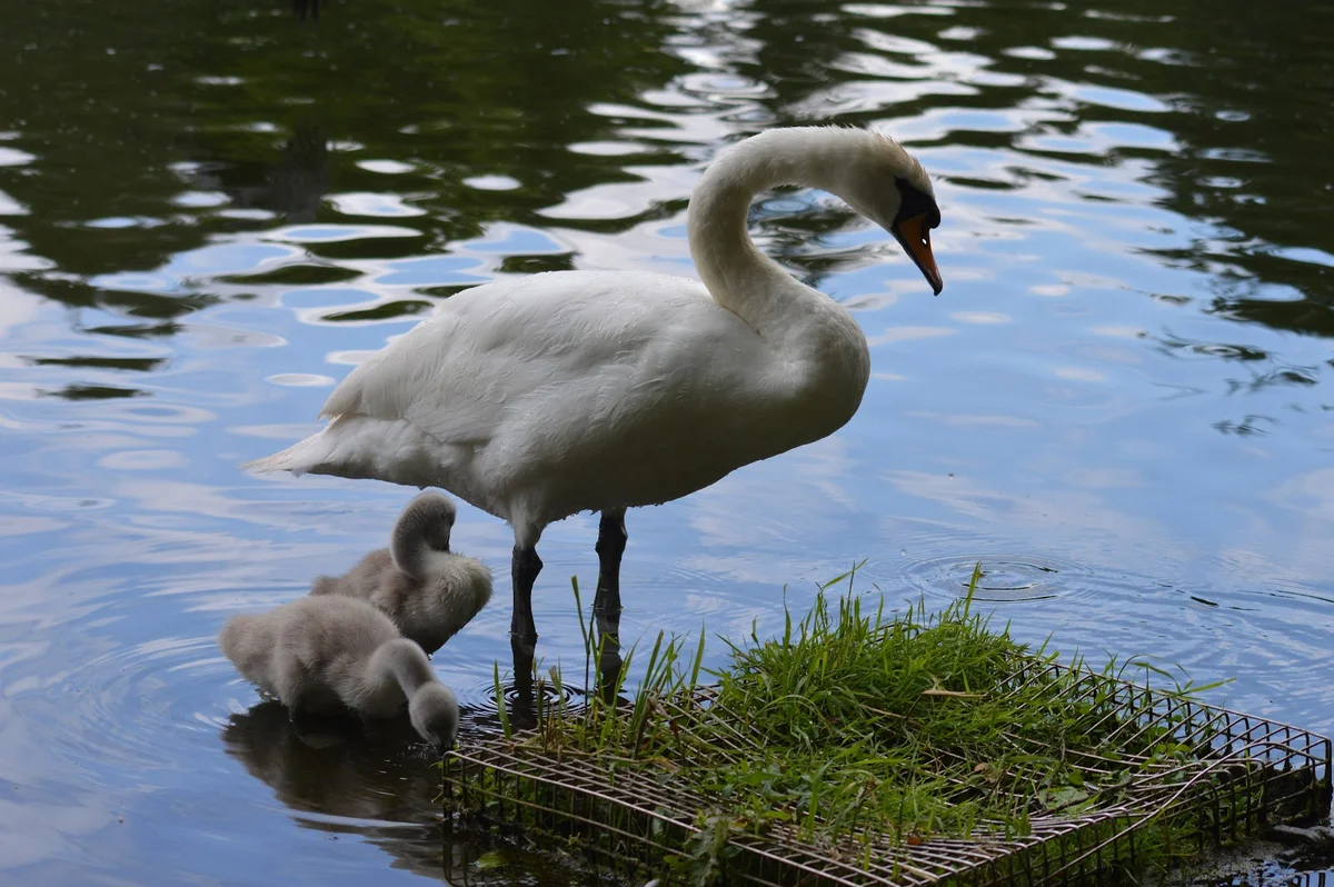 Cutteslowe and Sunnymead Park