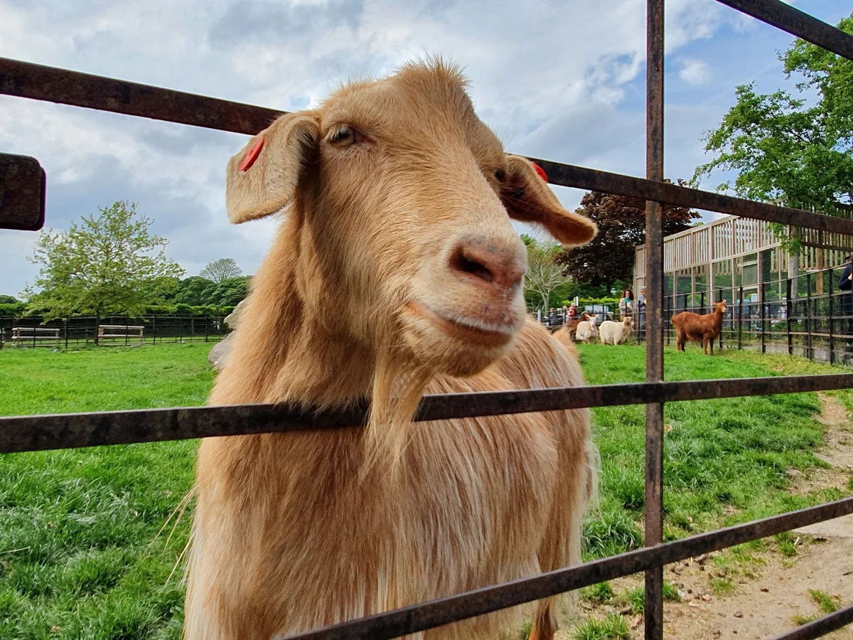 Graves Park Animal Farm