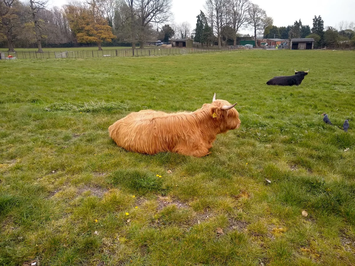 Graves Park Animal Farm