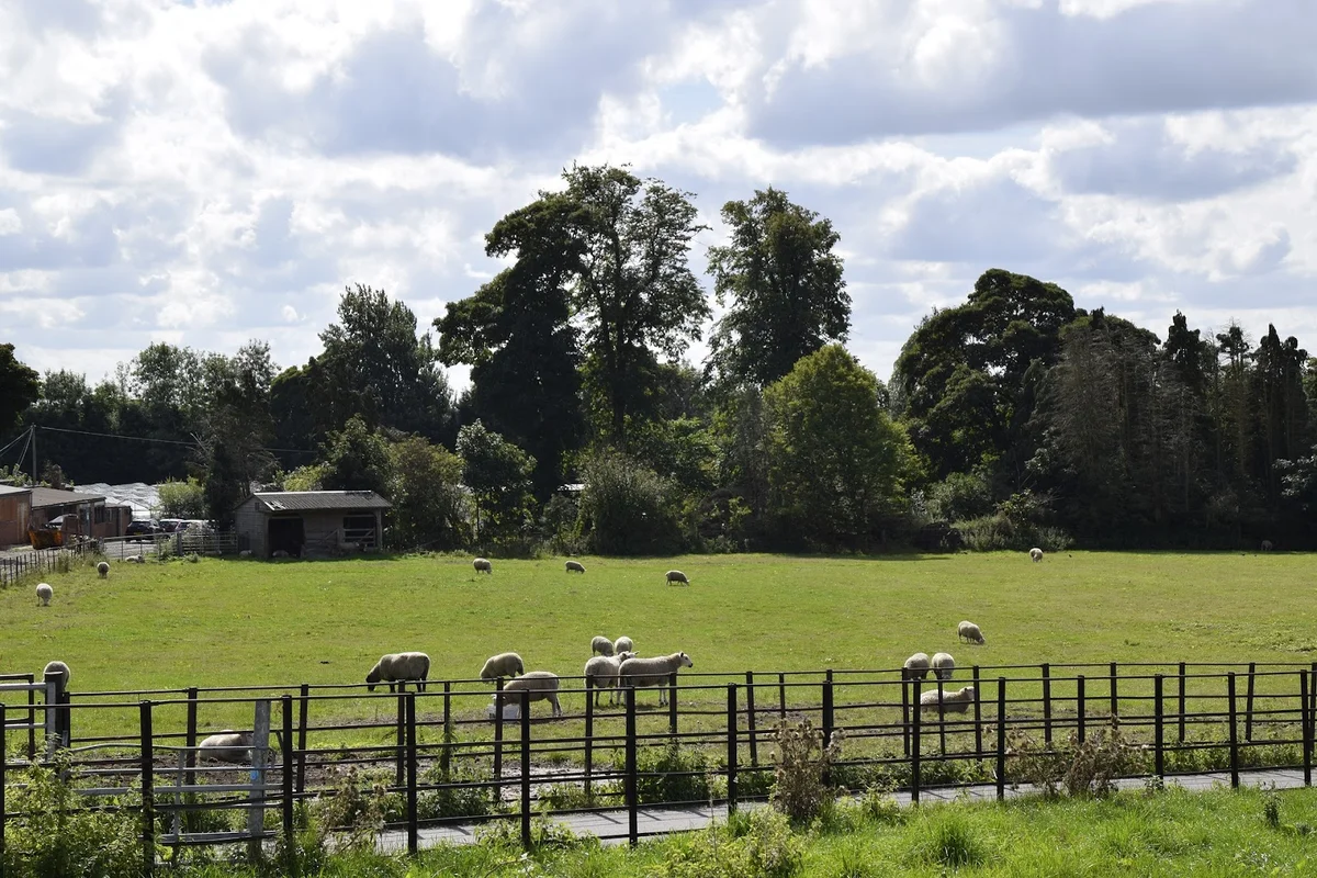 Graves Park Animal Farm