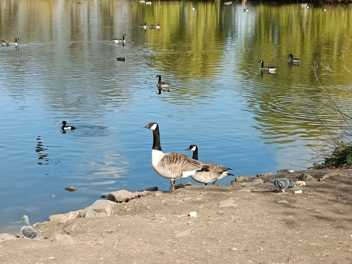 Handsworth Park