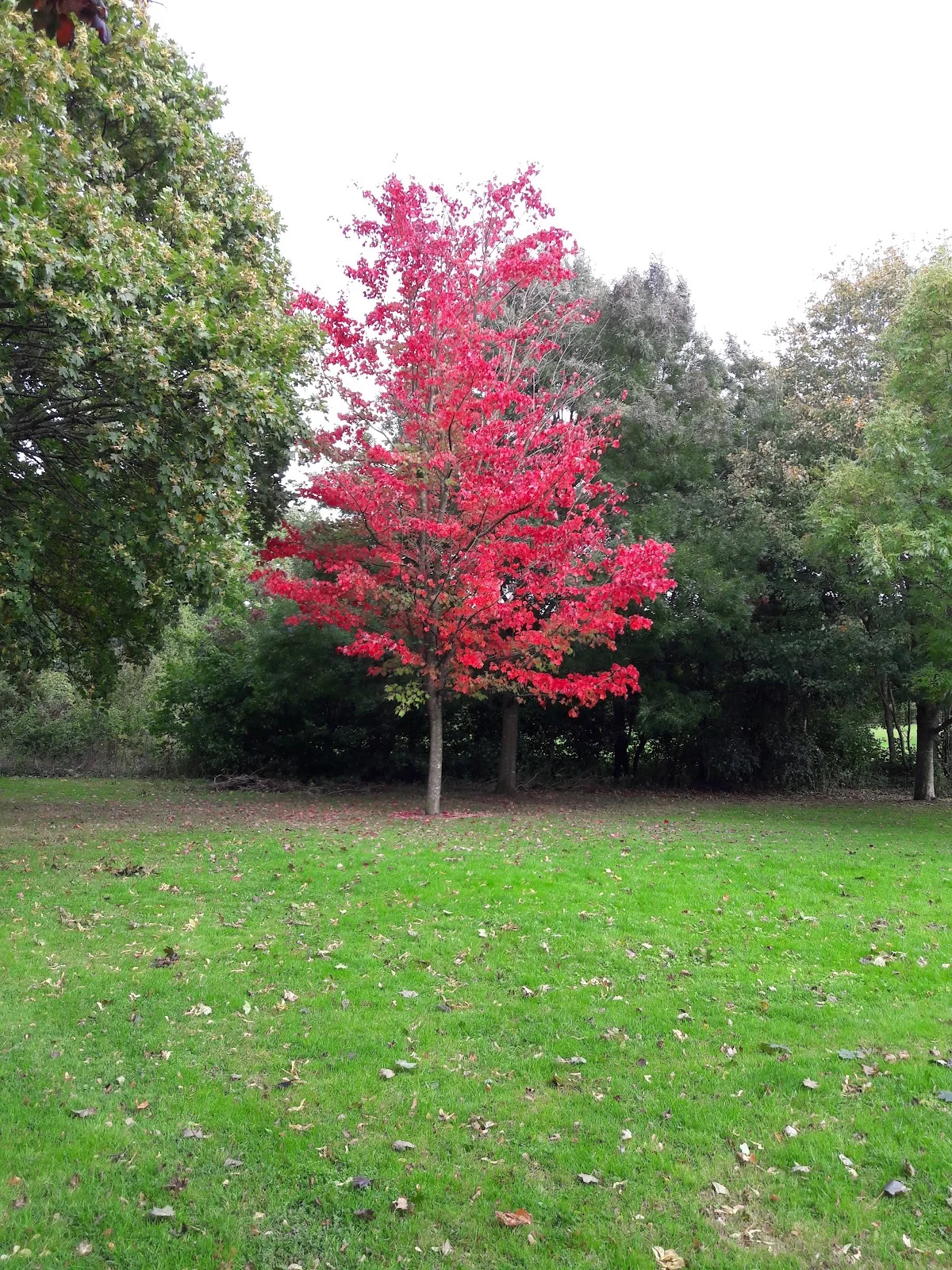 Heath Park