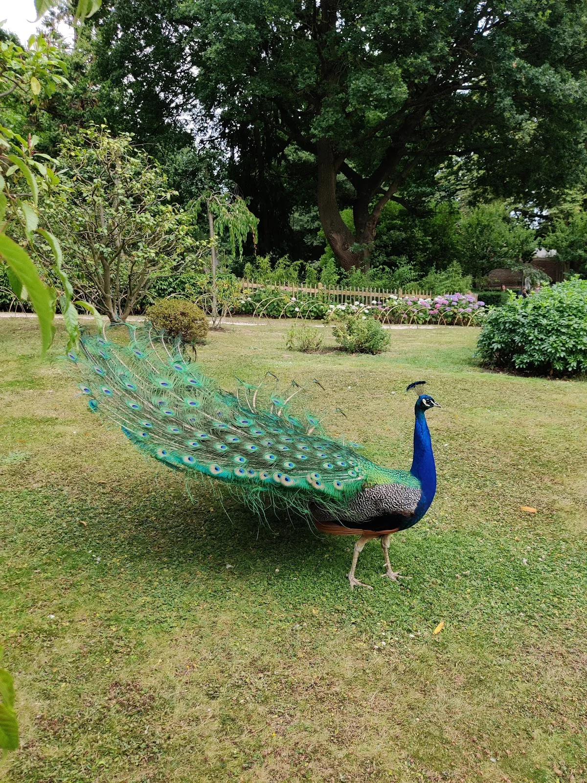 Holland Park
