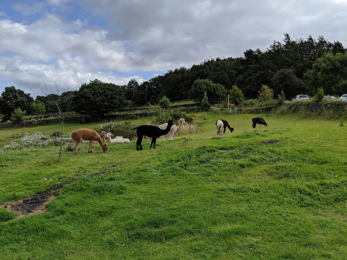 Holly Hagg Community Farm & Alpaca Treks
