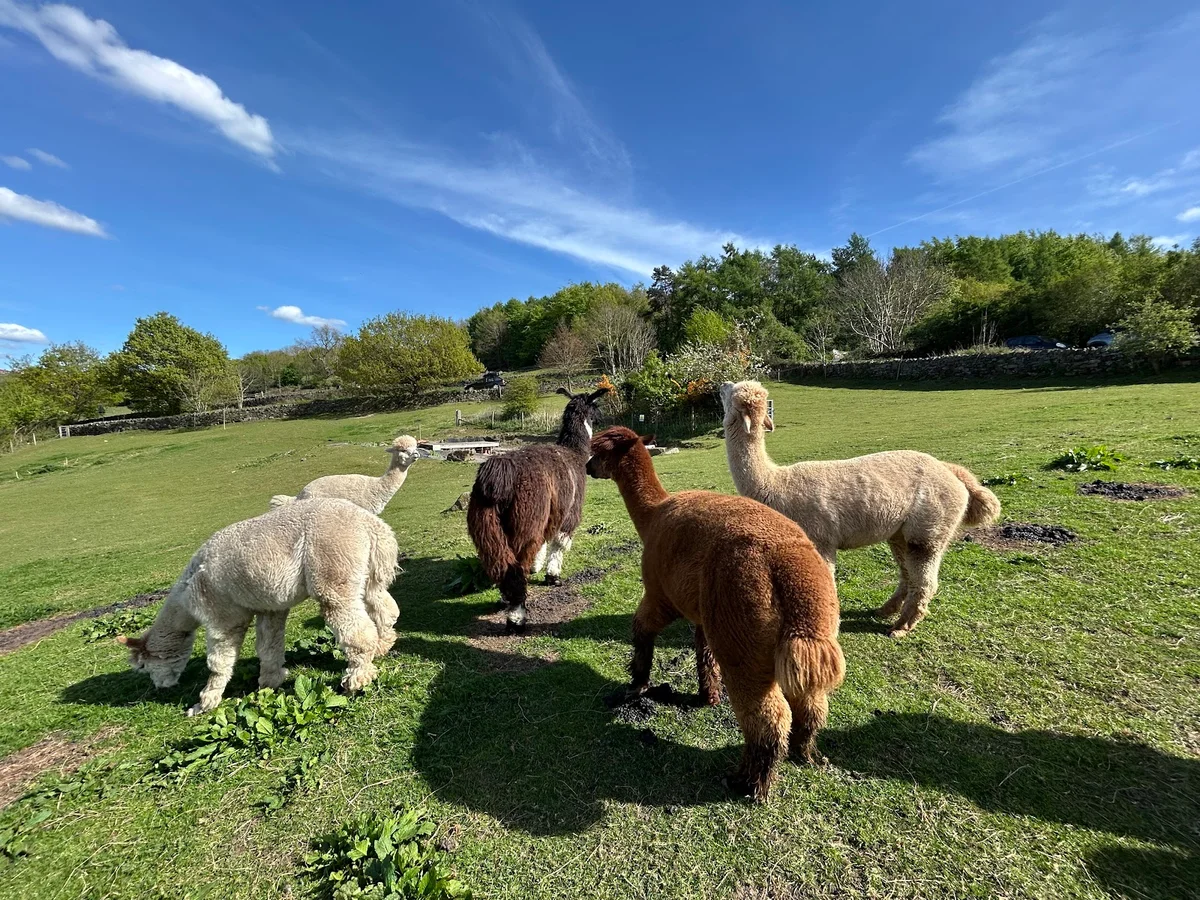 Holly Hagg Community Farm & Alpaca Treks