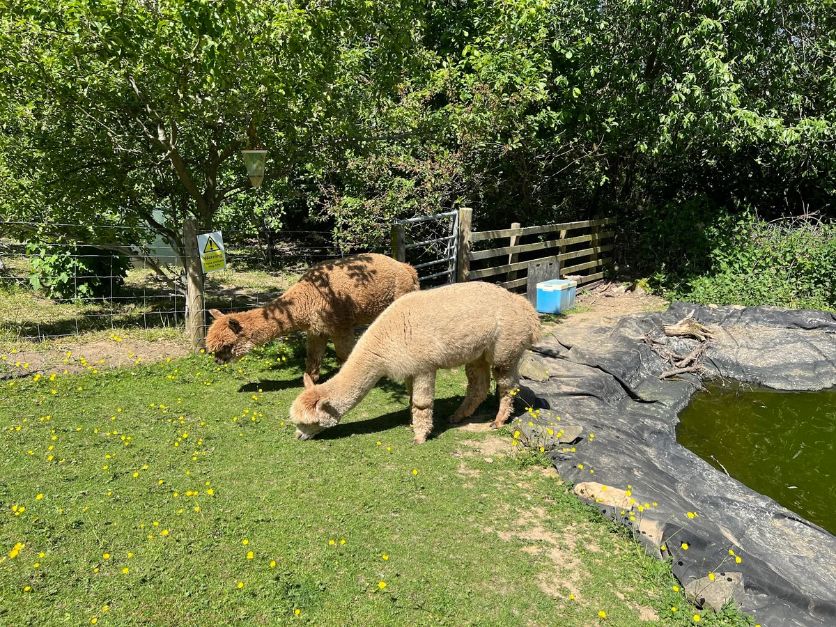 Holly Hagg Community Farm & Alpaca Treks