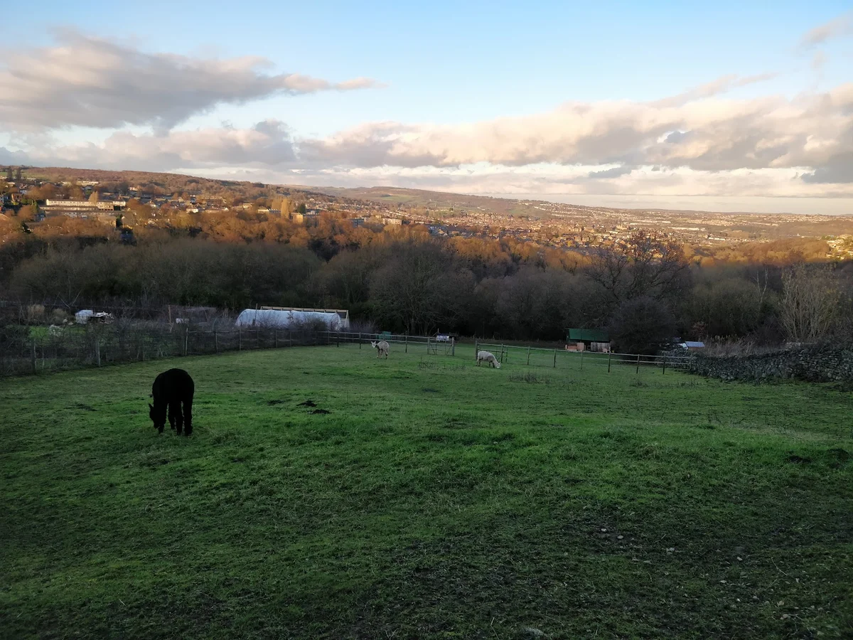 Holly Hagg Community Farm & Alpaca Treks