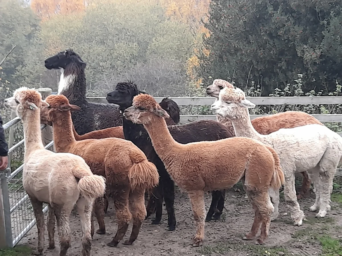 Holly Hagg Community Farm & Alpaca Treks