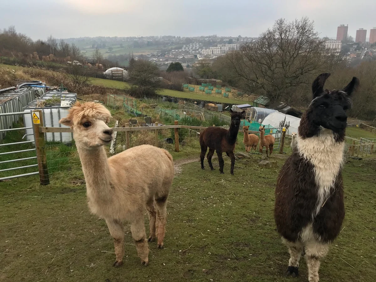 Holly Hagg Community Farm & Alpaca Treks