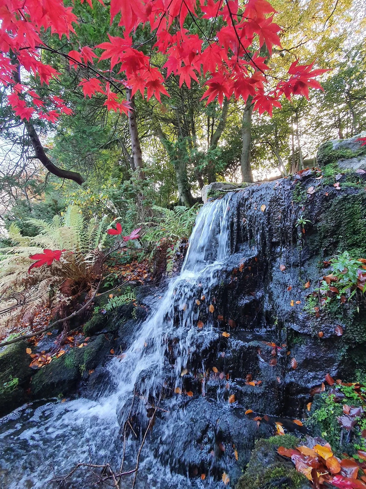 Johnston Gardens