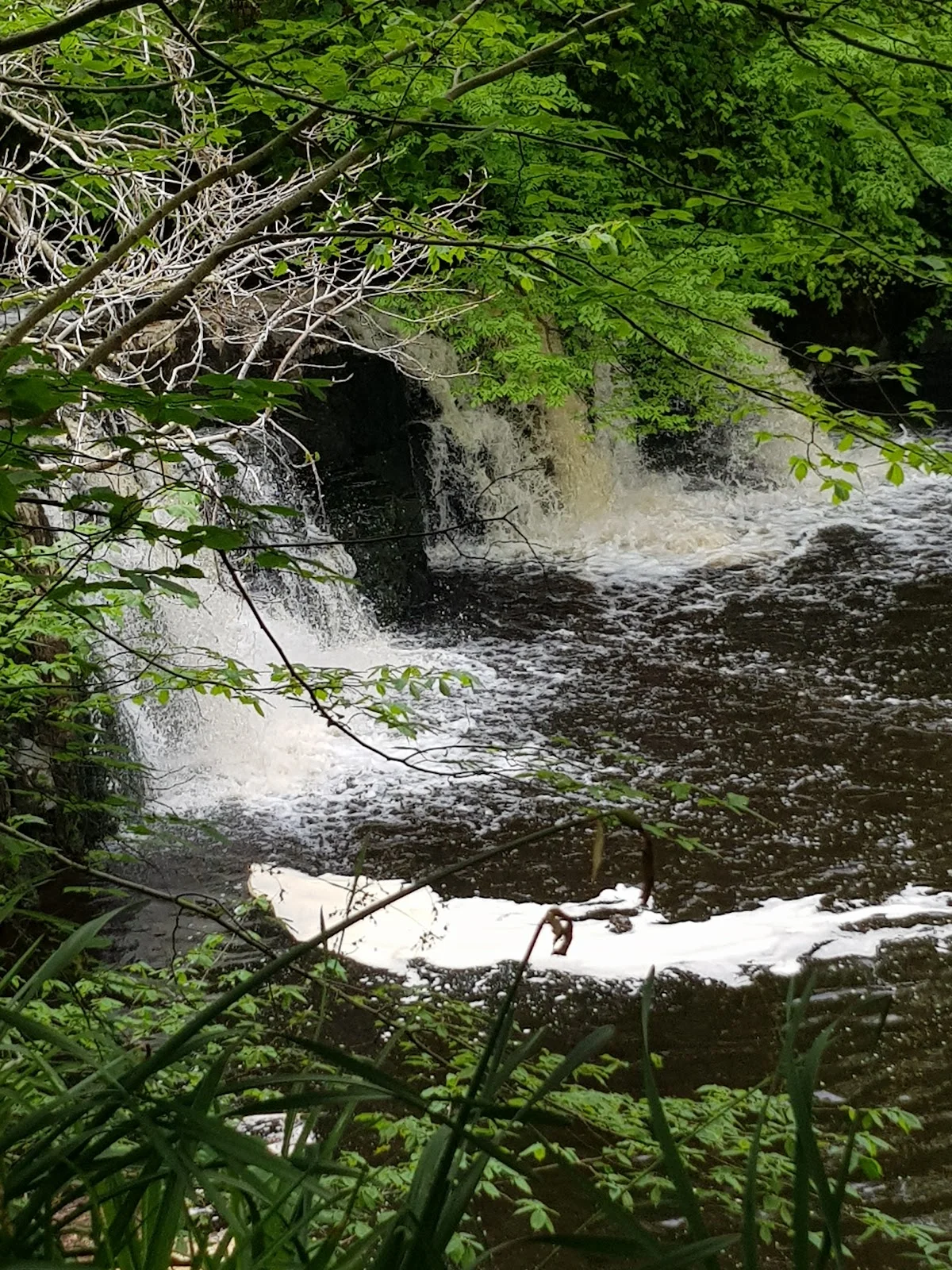 Linn Park