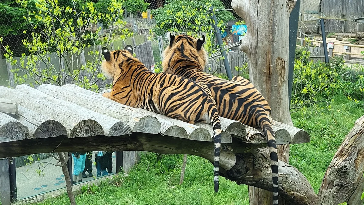 London Zoo