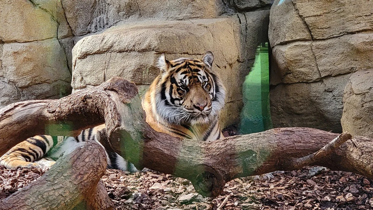 London Zoo