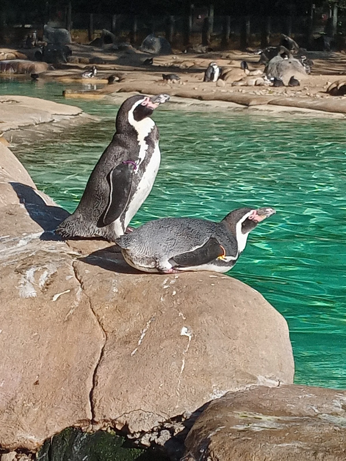 London Zoo