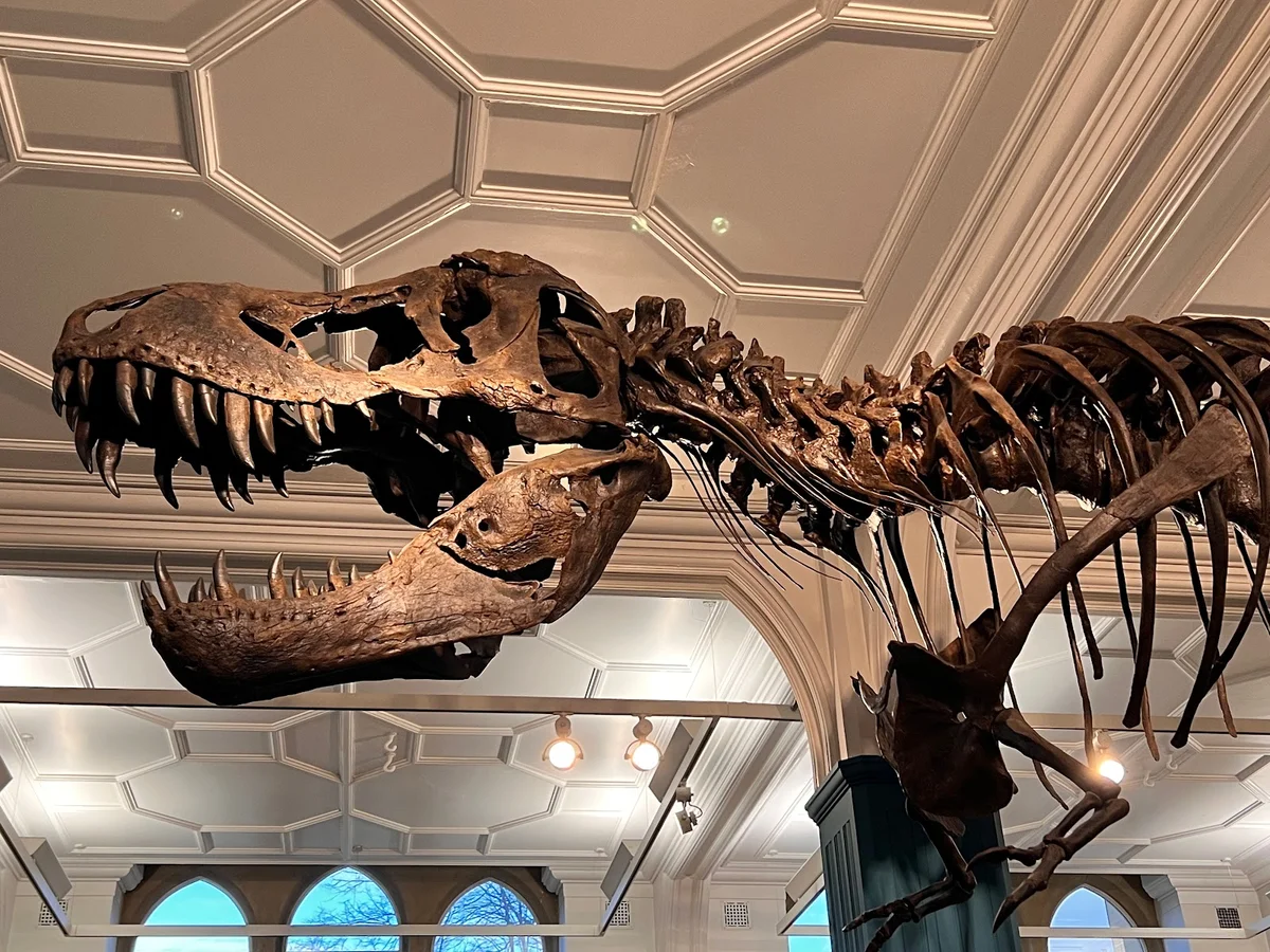 Manchester Museum