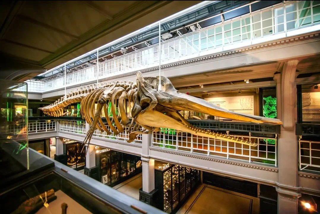 Manchester Museum