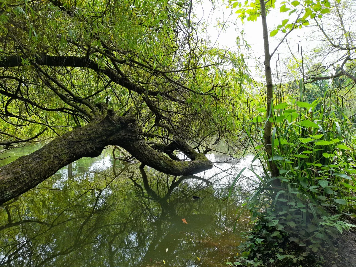 Moseley Park and Pool