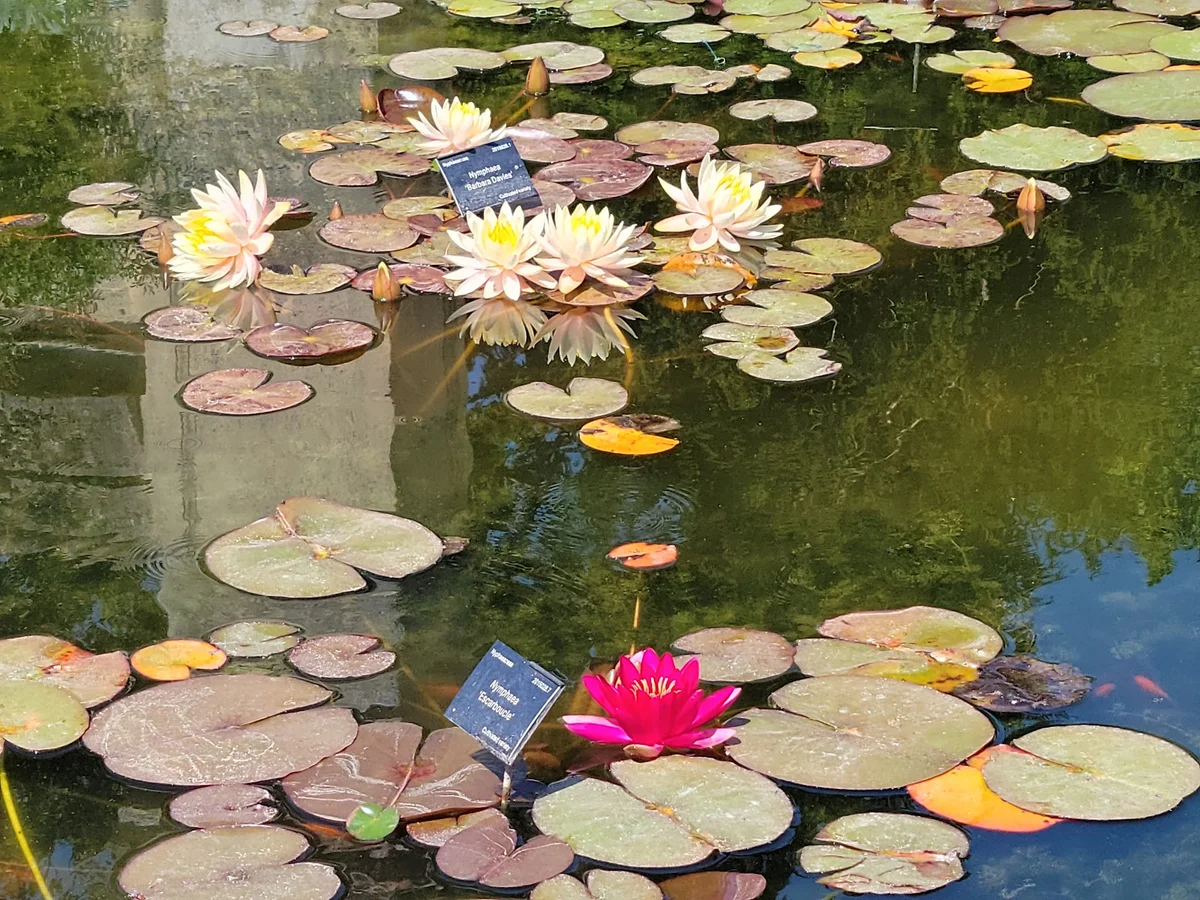Oxford Botanic Garden