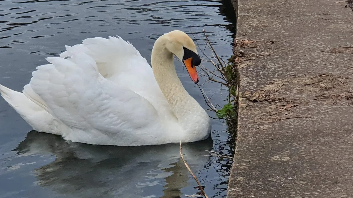 Platt Fields Park