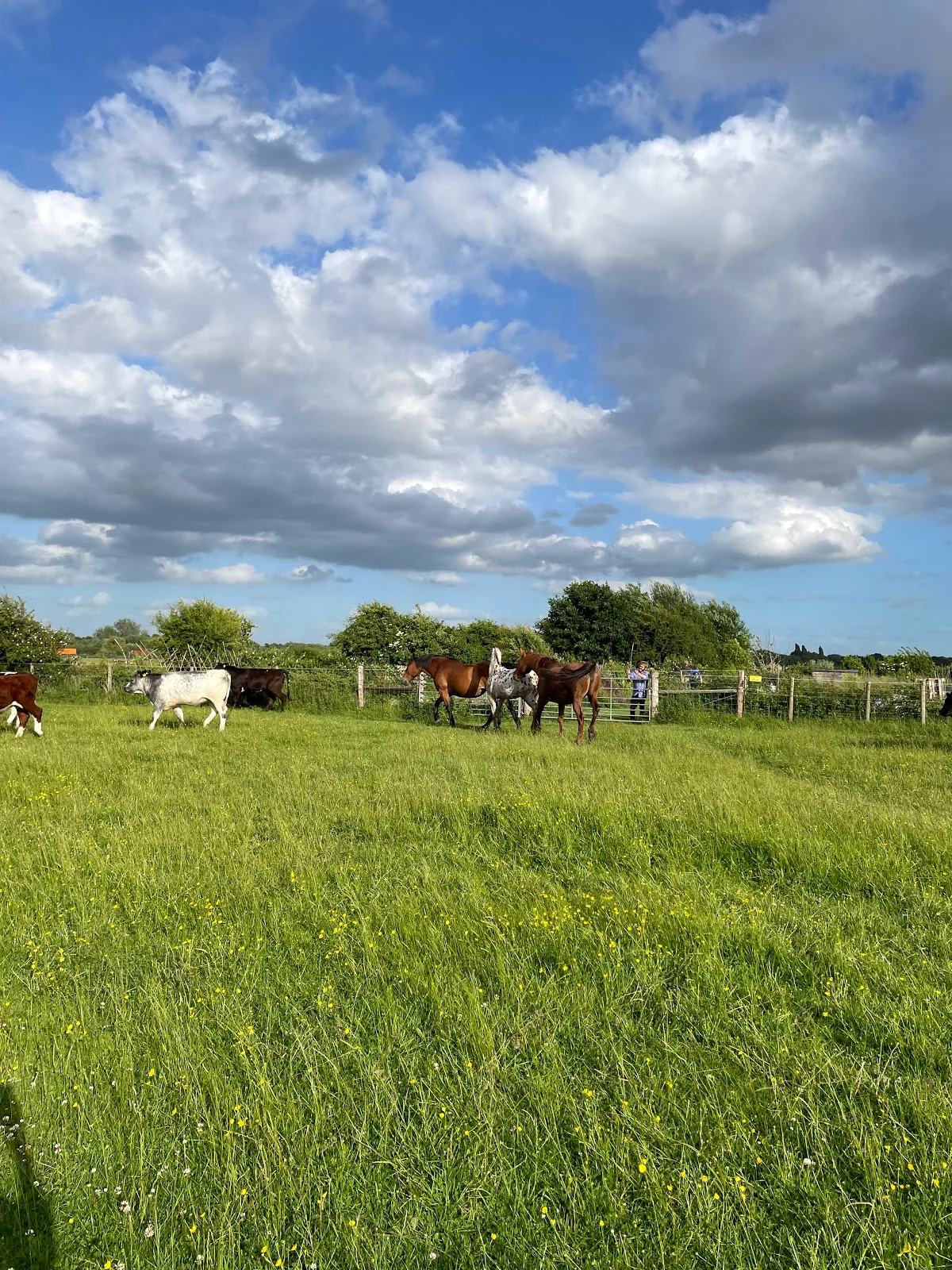 Port Meadow