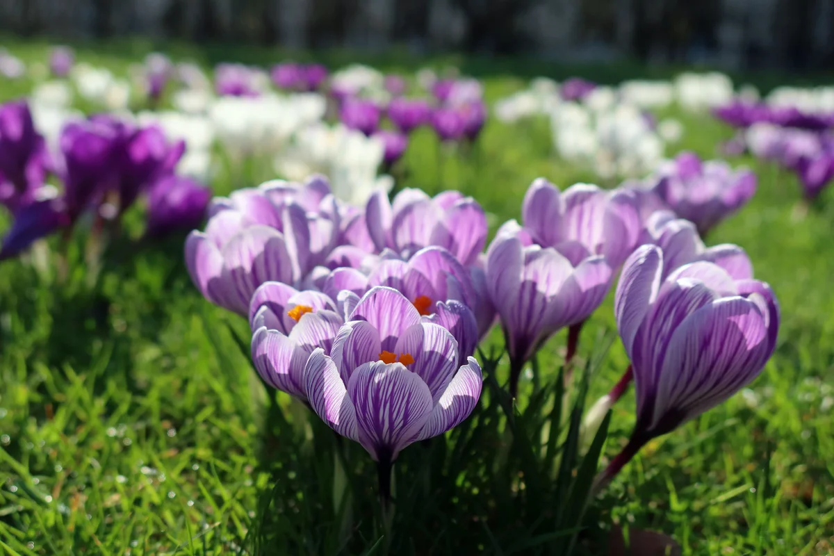 Regent's Park