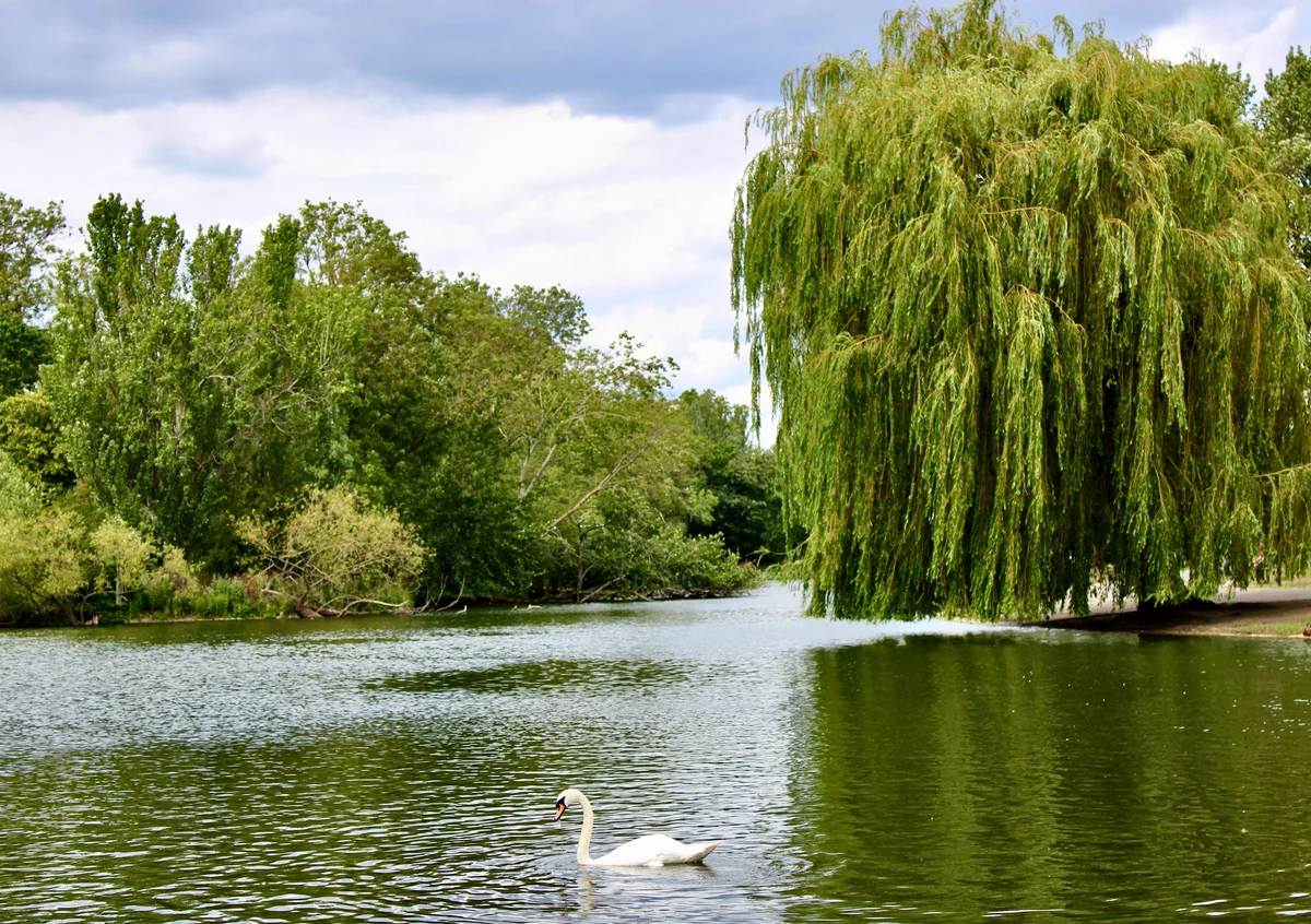Regent's Park
