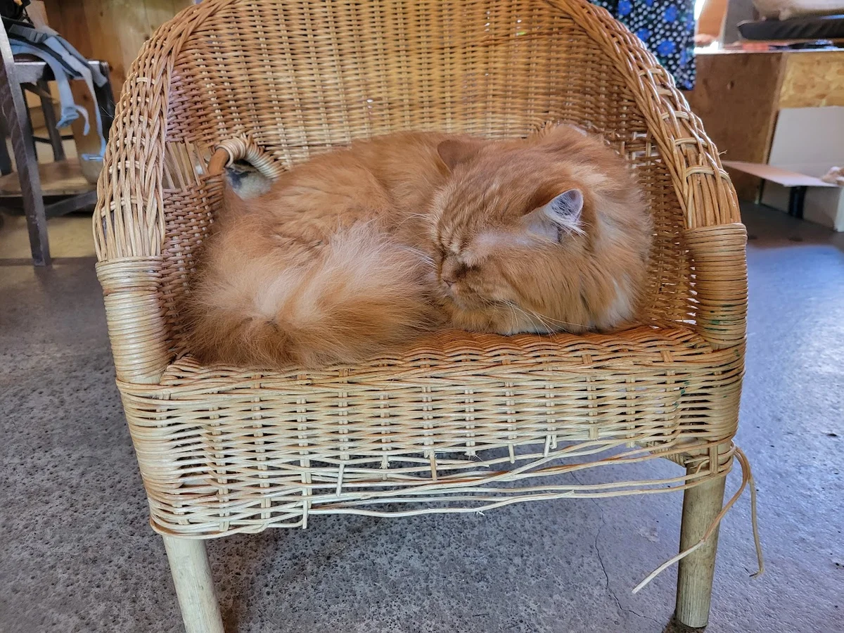 Tabby Teas