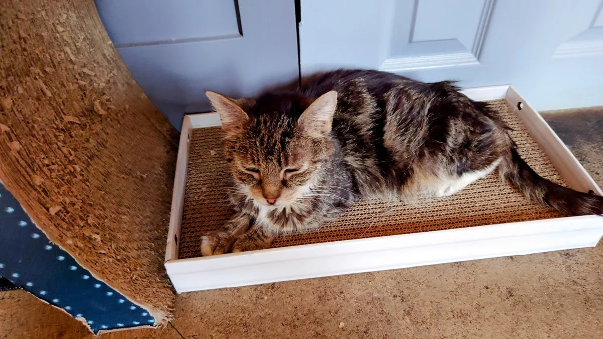 Tabby Teas