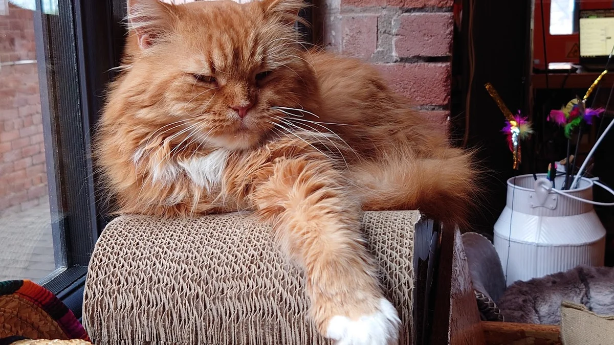 Tabby Teas