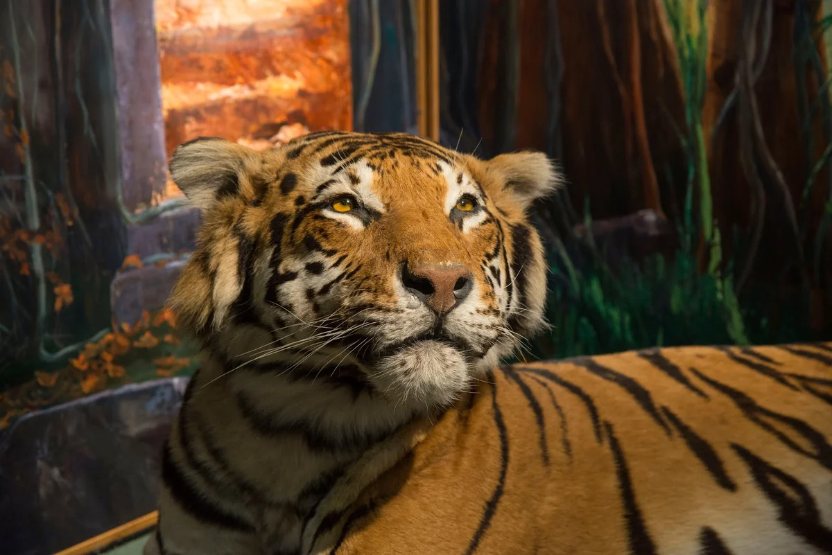 University of Aberdeen Zoology Museum