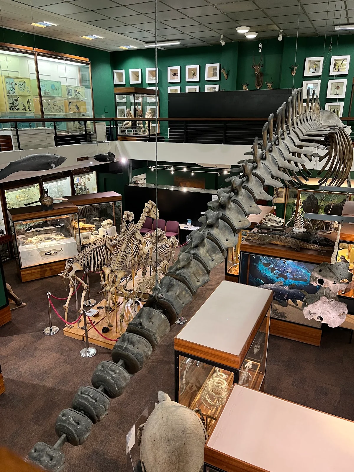 University of Aberdeen Zoology Museum
