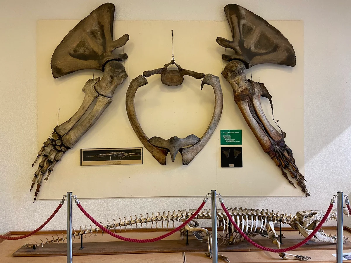 University of Aberdeen Zoology Museum