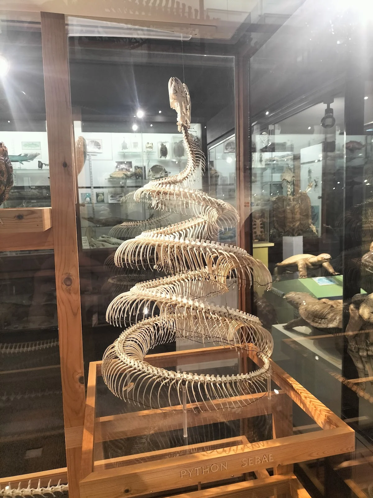 University of Aberdeen Zoology Museum
