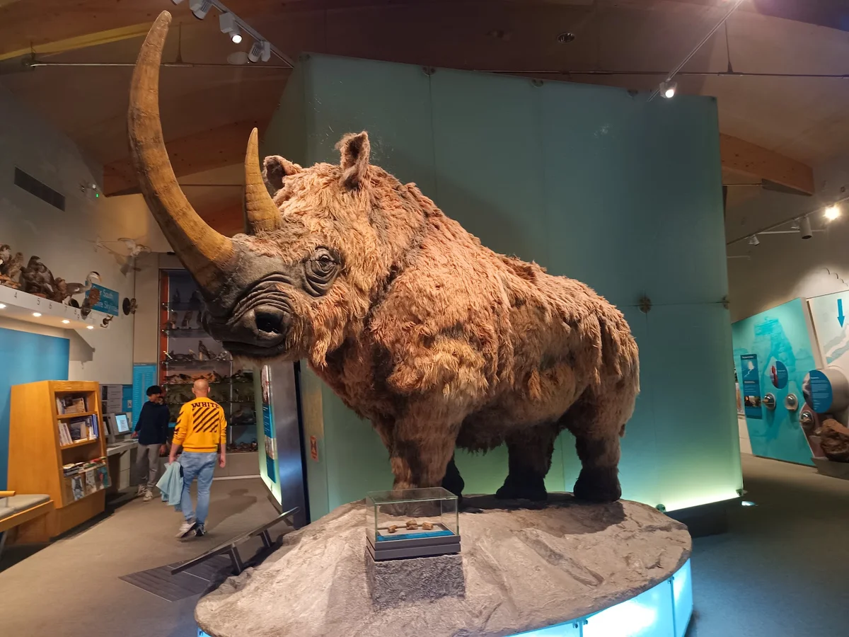 Weston Park Museum