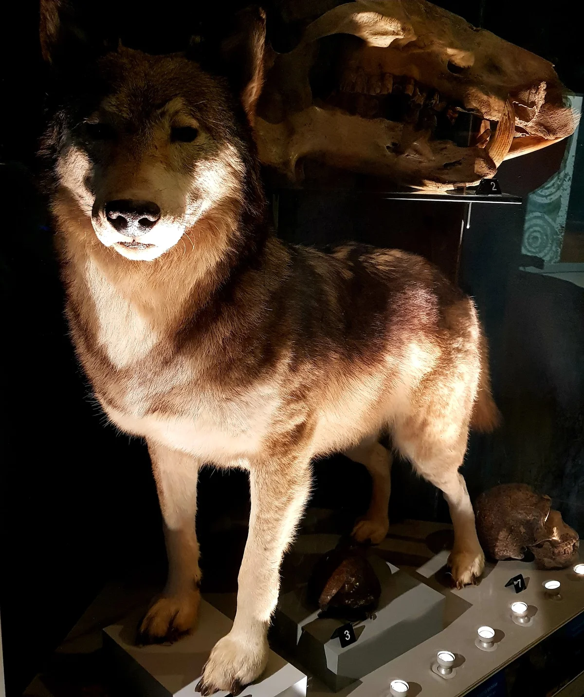 Weston Park Museum