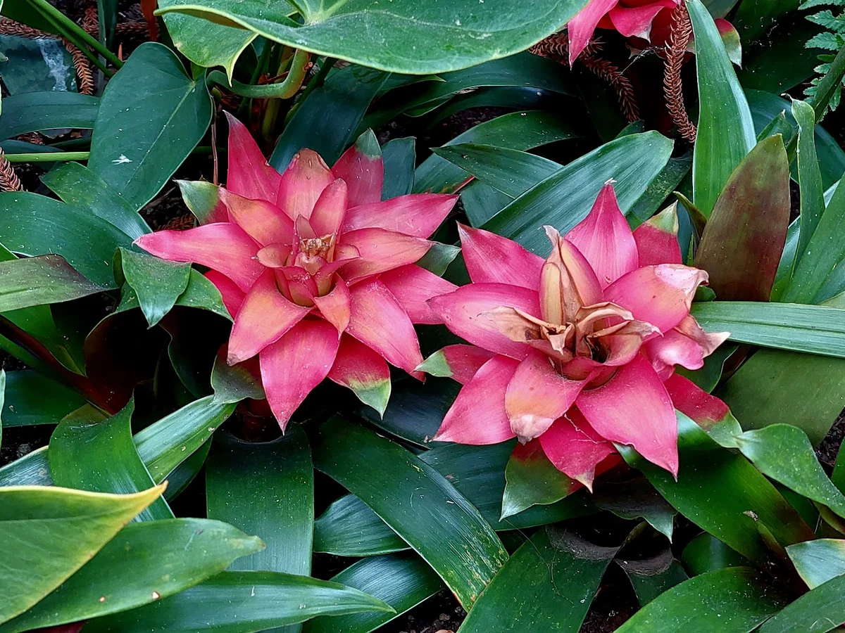 Winter Garden