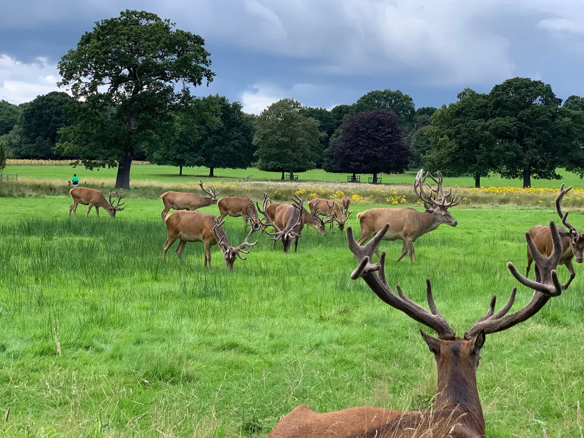 Wollaton Hall, Gardens and Deer Park